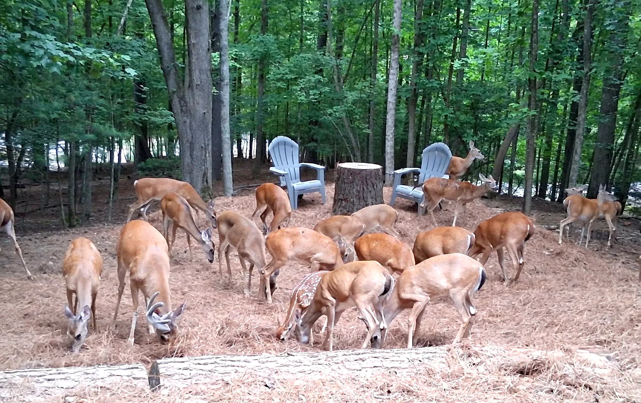 Deer feeding near Adirondack chairs
