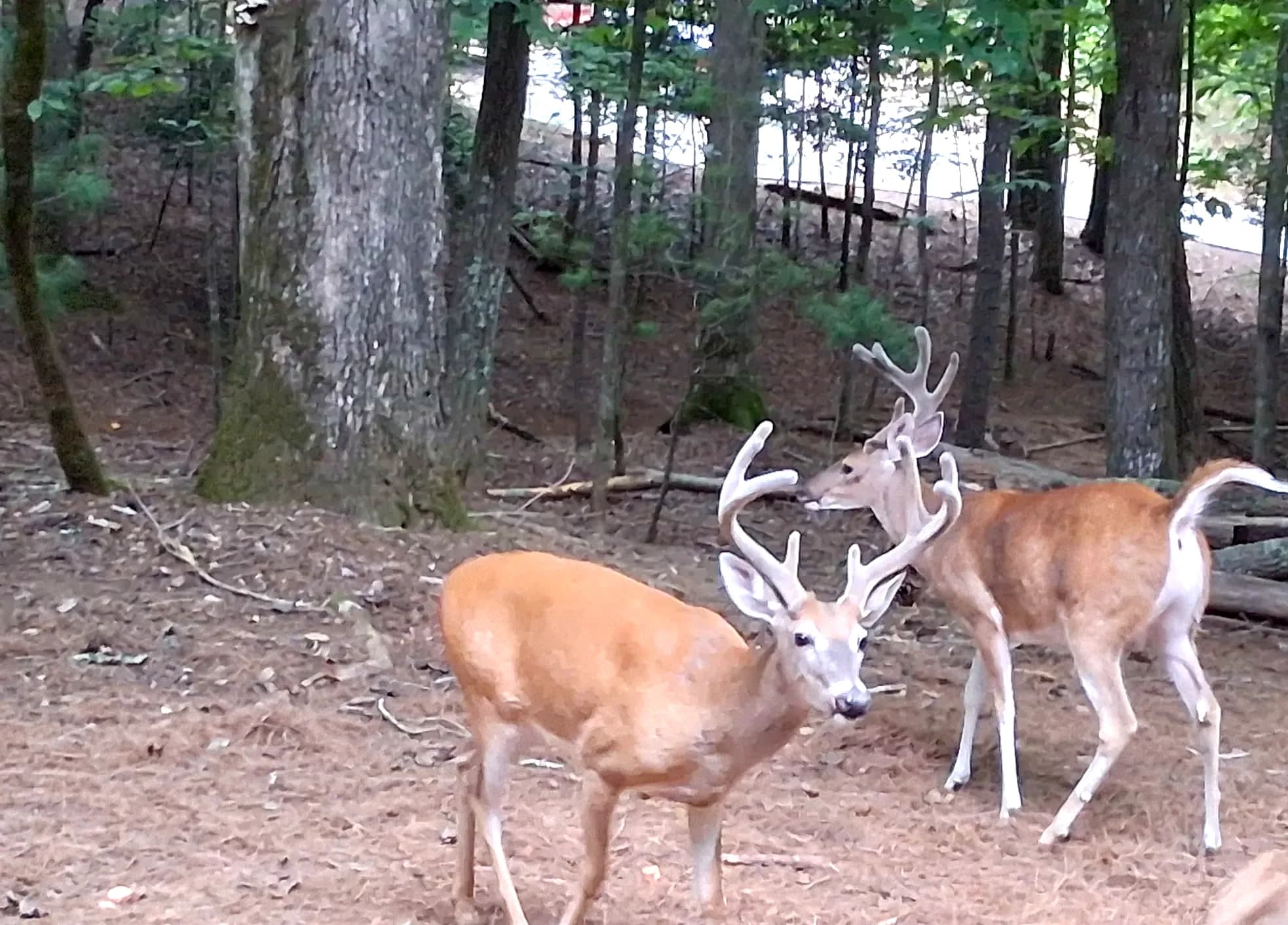 Two bucks in the pines